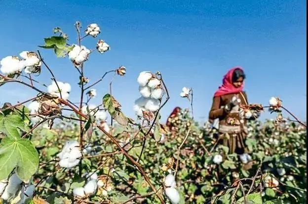 转基因调查纪录片,转基因农作物深度研究报告