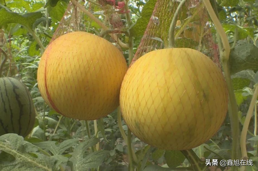 孟津县送庄镇西瓜采摘节,孟津县送庄镇袖珍西瓜