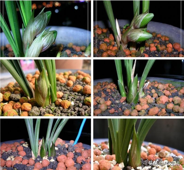 春兰名品兰花,春兰兰花名品图鉴