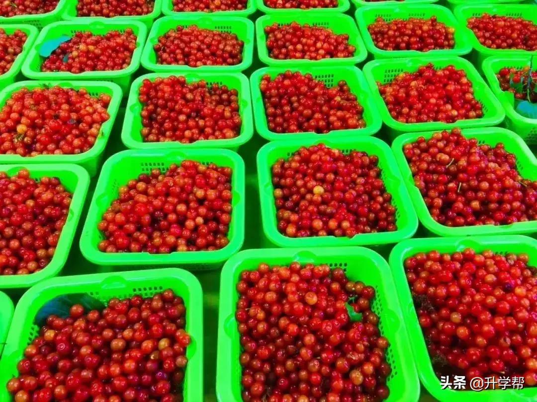 恩桃儿的视频,恩桃儿红了