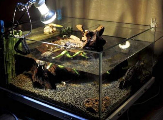 养龟入门基础知识视频,养龟知识大全集