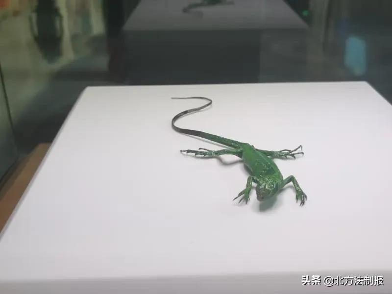 还有人从国外寄来20多只果蝠标本?海淘代购注意了,邮寄蜥蜴、盆景入境,可能会入刑!