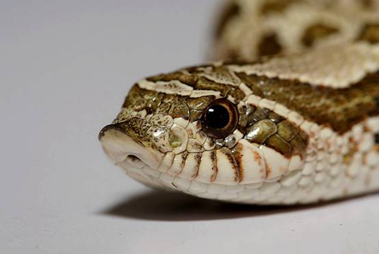 如何避免成为千篇一律的网红脸,怎么样打造网红脸