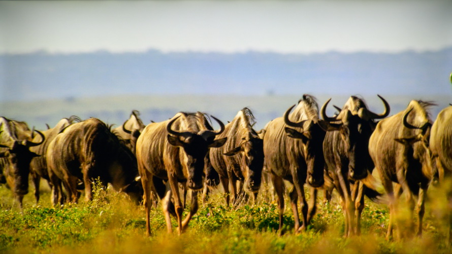 创维酷开p50pro和海信e3f哪个好,创维酷开p5065寸价格