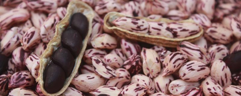 七彩花生和黑花生哪个营养价值高,七彩花生和普通花生的区别是什么