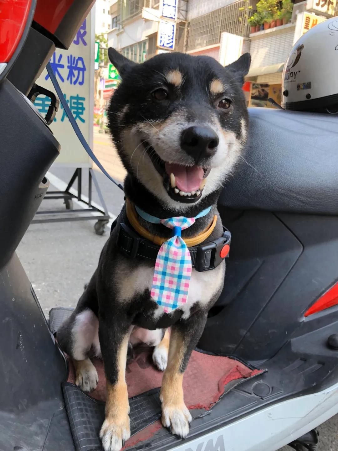 狗狗后部被插入“木棍”，还缠着大量胶带，被救后又遭遗弃