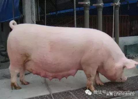 母猪不发情不用愁，有它轻松解忧愁！