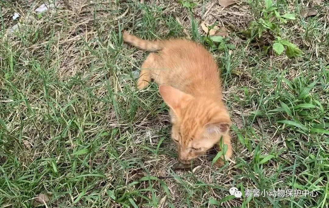 领养代替购买|2021年6月份福州线上宠物领养活动