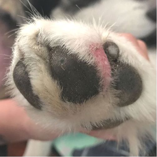 怎么学给狗看病,学给狗狗看病去哪里学