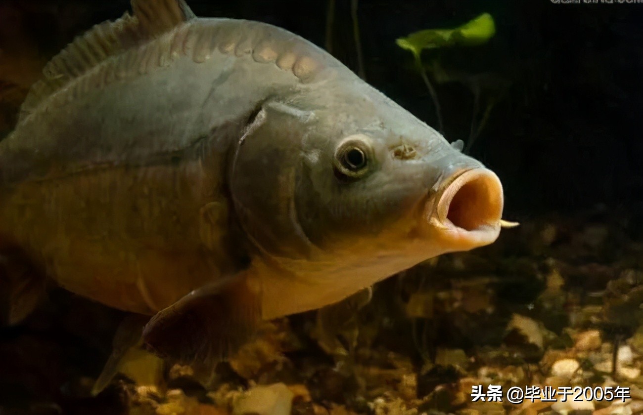 大连近海常见鱼类图鉴,大连哪里可以垂钓淡水鱼