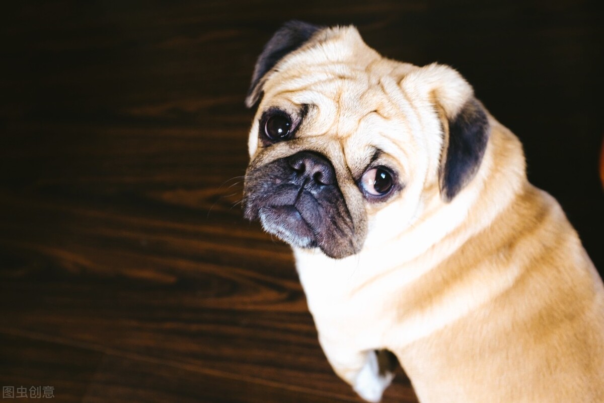 宠物常见眼病之——结膜炎，你了解多少？