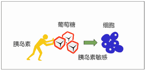 腹部肥胖对胰岛素吸收有影响吗,腰腹囤积脂肪