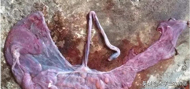 母猪产后胎衣不下，怎么办？别着急，看山区老养猪人怎样处理