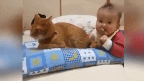 为什么猫咪捕猎尾巴一直动,猫老是追尾巴跑