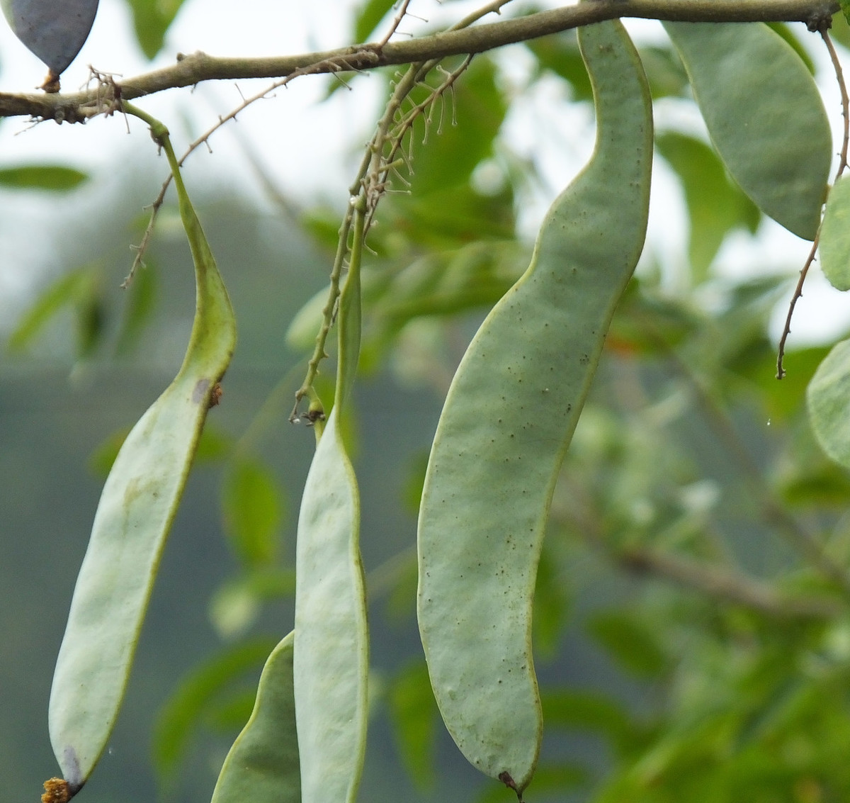 皂角树果实的价值,皂角树有什么用途和价值