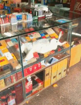 开心一刻gif下雨天,搞笑gif笑到肚子疼意外瞬间特辑