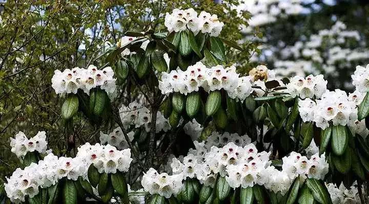 太委屈！因为冷门差点被错过——北川小寨子沟