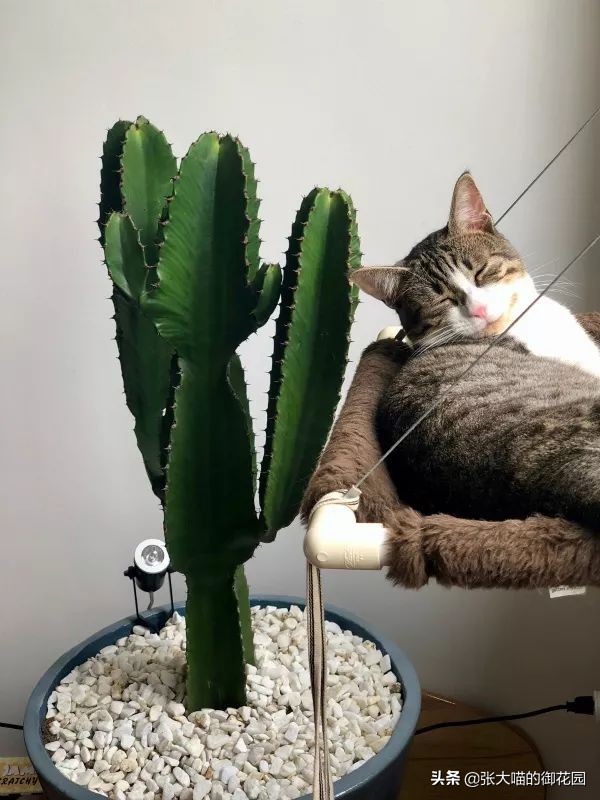 重口味话题，返点勿入！猫咪的肛门腺挤还是不挤？这是一个问题