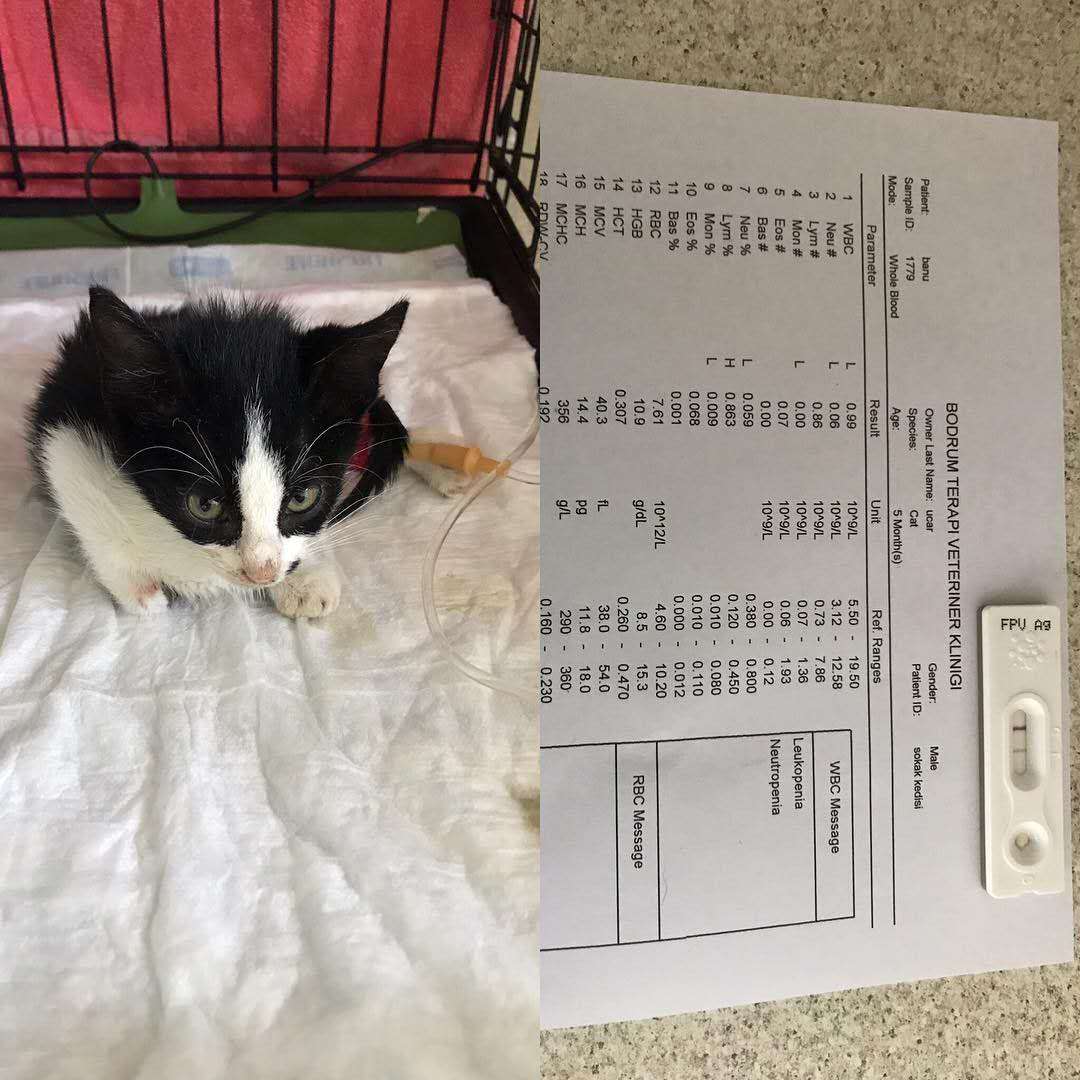 一岁多的猫得了猫瘟能治好吗,一岁的猫猫瘟可以治好么