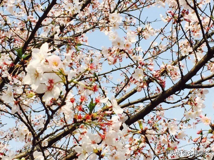 最佳赏樱攻略,2021赏樱攻略来啦快来看