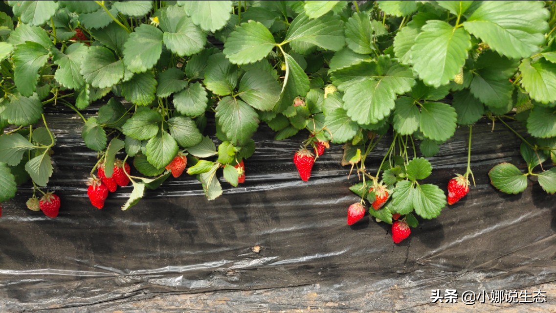 美如画的农场,美如画的生态园