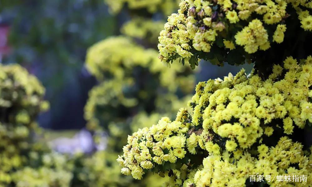 重阳节赏菊花的介绍,赏菊打卡好去处