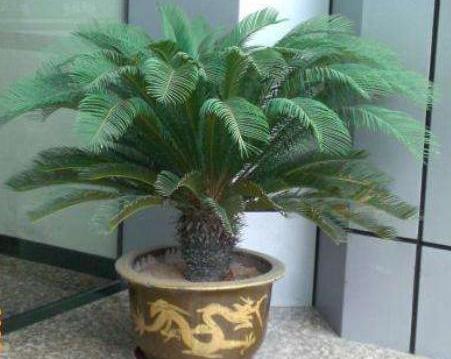 铁树怎么能长得茂盛,铁树怎么养大