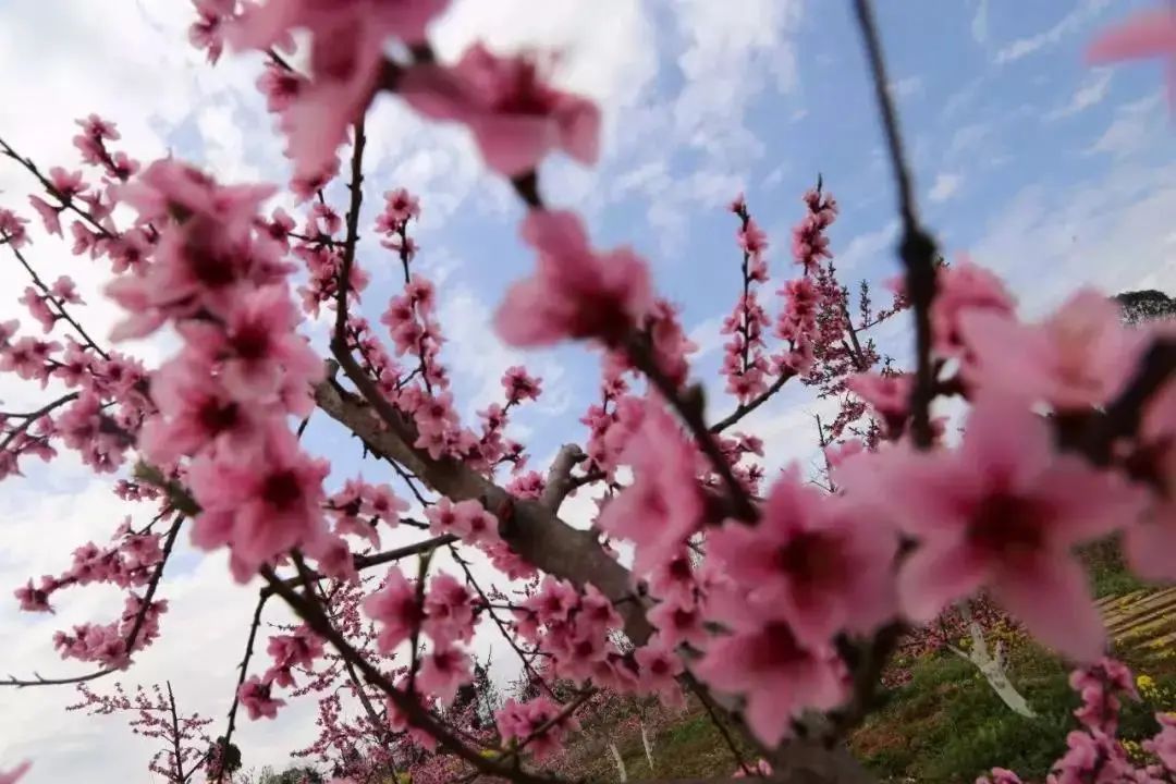 阳春3月桃花与油菜花交相辉映,三月的油菜花和樱花好看吗