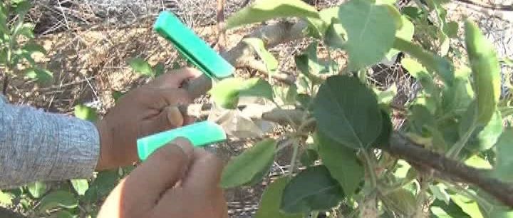 夏季修剪树切口抹什么,夏季修剪全过程视频