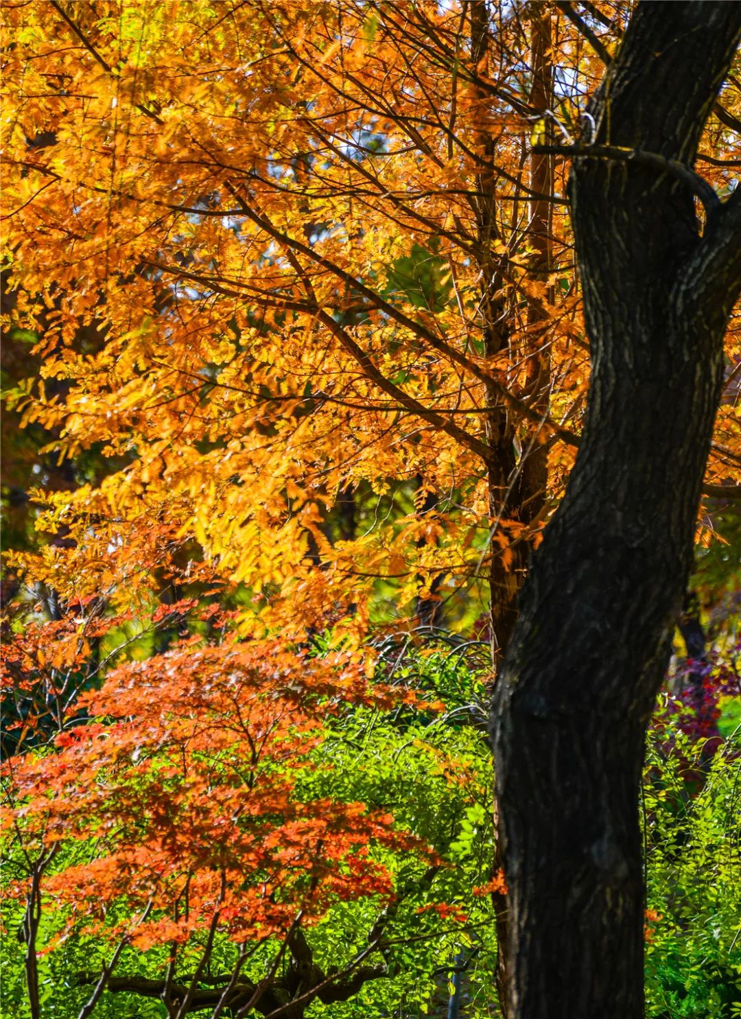 夏日好去处济南森林公园,济南森林公园雪景