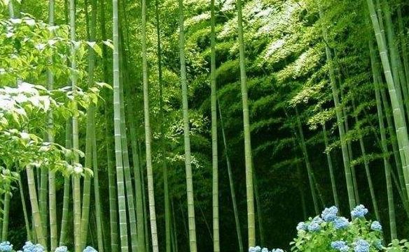 「诗词原创」张大泽｜围炉赊得三壶酒恰是闲来赋月诗