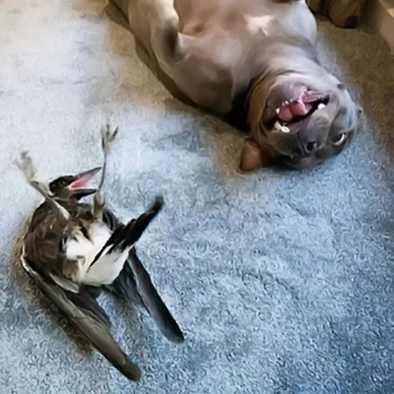 主人救了一只小狗,狗狗怀孕但是它有奶是不是难产