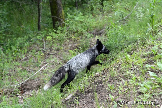 除了蝙蝠，这18种动物肉都是野生的，为了家人健康，一定要管住嘴