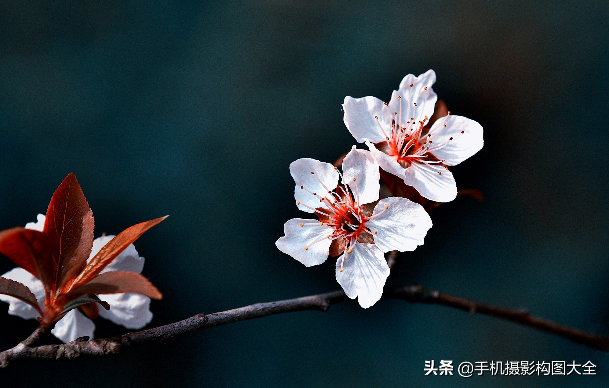 拍花十大必备技巧,拍花的100种构图