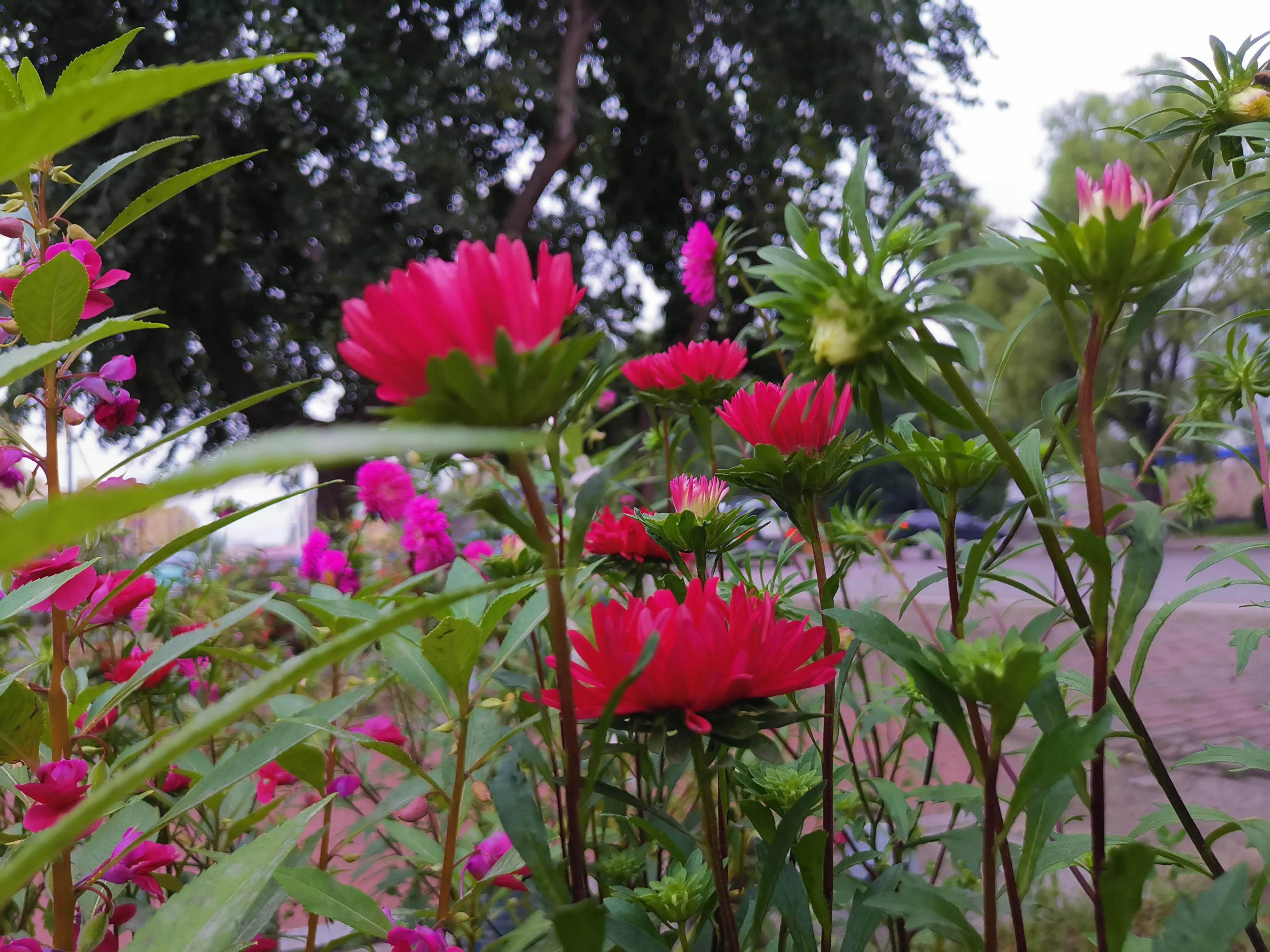 玻璃泡菜坛腌酸菜,泡菜缸里泡老坛酸菜