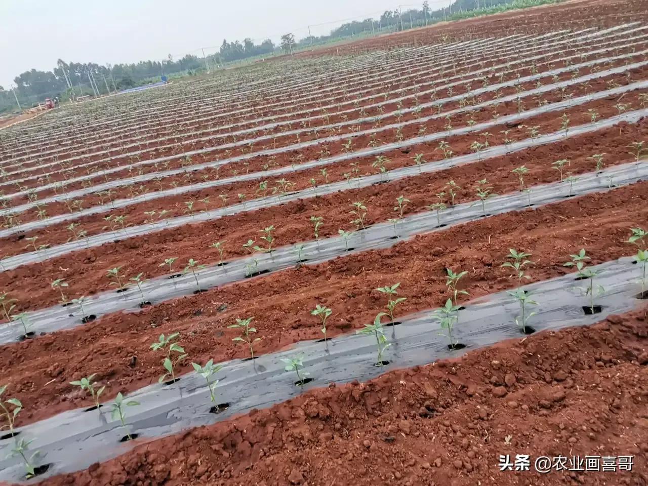 种一亩线椒多少钱,线椒大规模种植怎么种