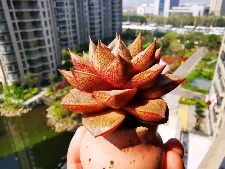 多肉砍头的怎么养,多肉怎么砍头才能爆发