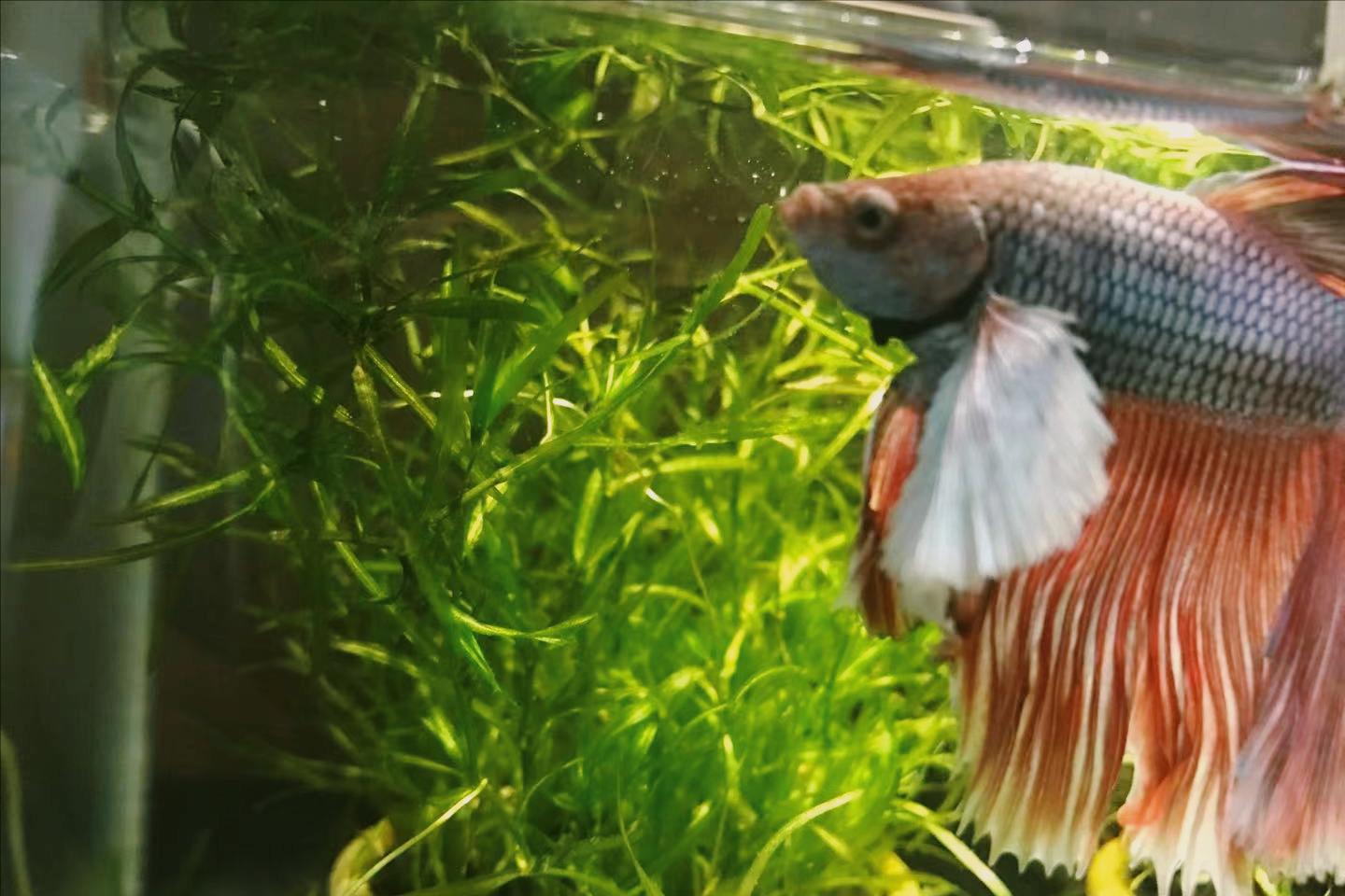 比较好养的阴性水草,阴性水草和阳性水草功能一样的吧