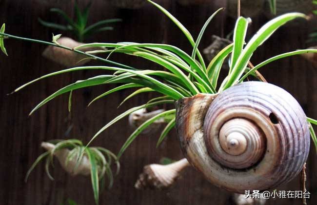 水培吊兰最好养的方法,水培吊兰怎么养才能更旺盛小妙招