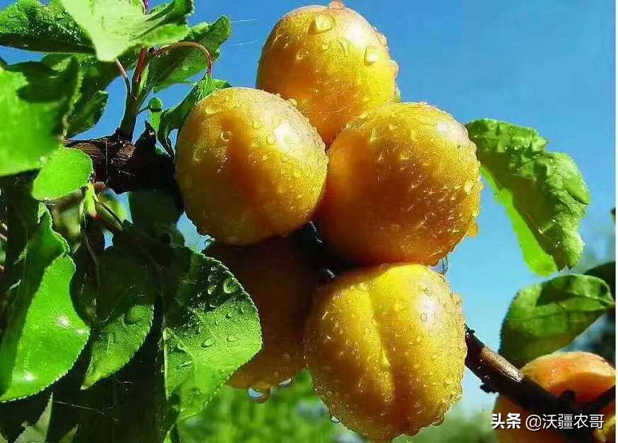 大德恒发明世界首款“杏仁蛋白肽”，免疫力食品成为疫情后风口