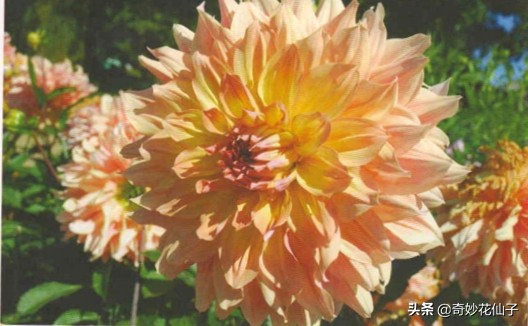 大丽花冬季养护，做到这几点，可以让它轻松安全越冬