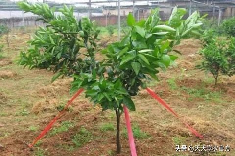 柑橘树挂果过多如何恢复,种柑橘如何能快速回本