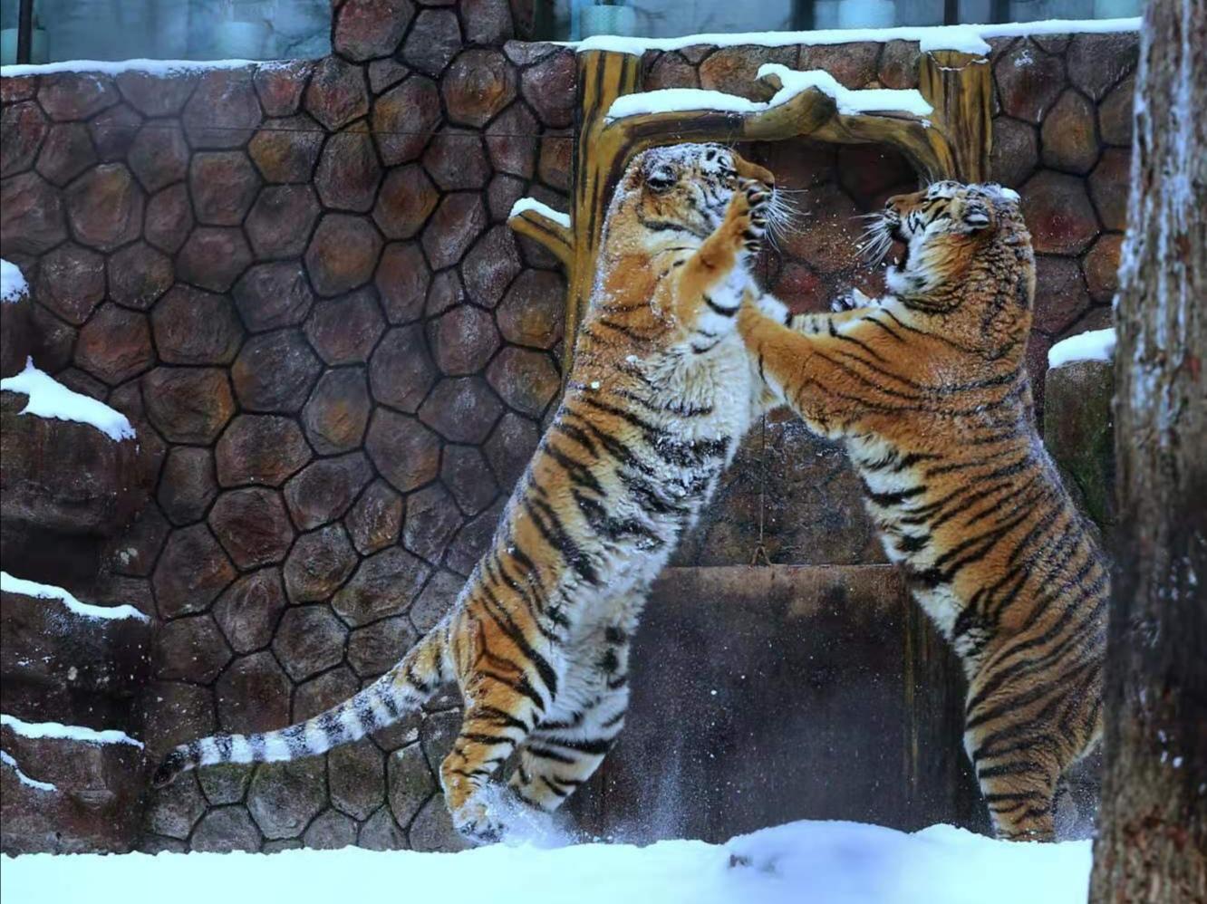 铁汉有柔情吗？看看老虎的繁殖与交配，了解冷门的知识点