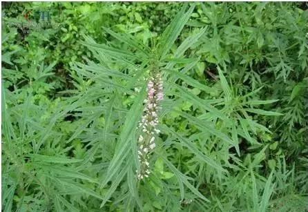 农村随处可见的几种野生中草药,教你认识那些路边的野生中草药