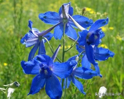 雾柳暗时云度月，露荷翻处水流萤。这个国家居然两个国花