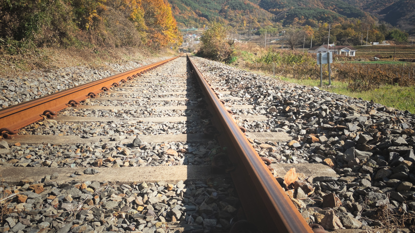 哇，人参随便挖！韩国还能这么玩