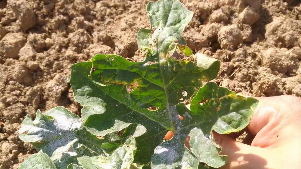 西瓜僵苗出现白根是不是缓过来了,西瓜僵瓜原因有哪些