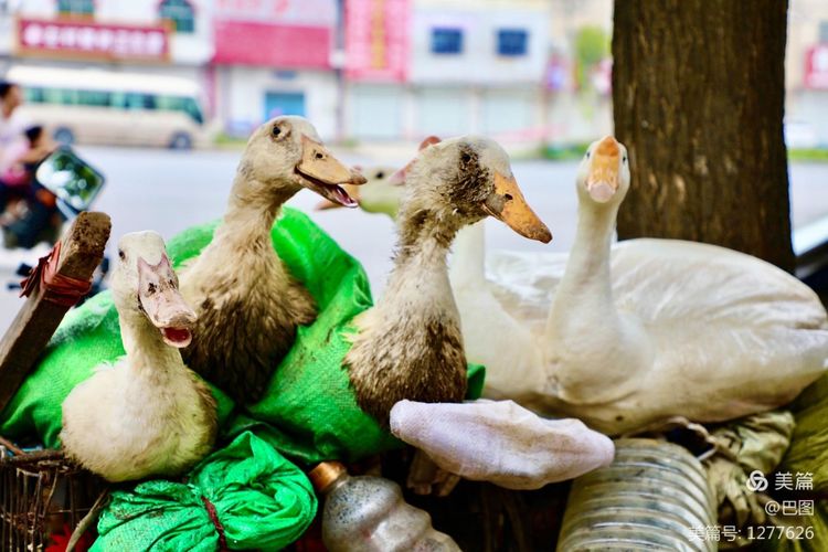 末伏偃师怀旧行，访古春秋时期滑国故城，探幽西天取经唐僧寺