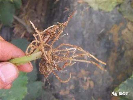 根部病害必须要灌根！但是这样灌根不仅没效果还有药害