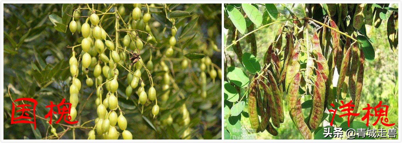 五月的槐花特别香,五月槐花香你不知道的事